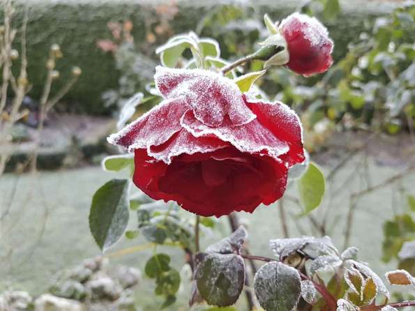 Rosenblüte Frost